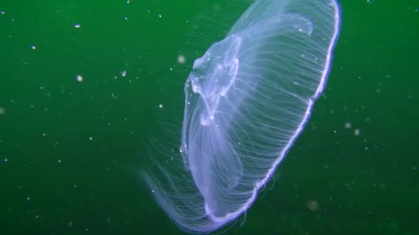 Méduse commune (Aurelia aurita) sur fond turquoise .