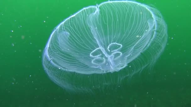 Turkuaz bir arka plan üzerinde ortak denizanası (Aurelia aurita). — Stok video