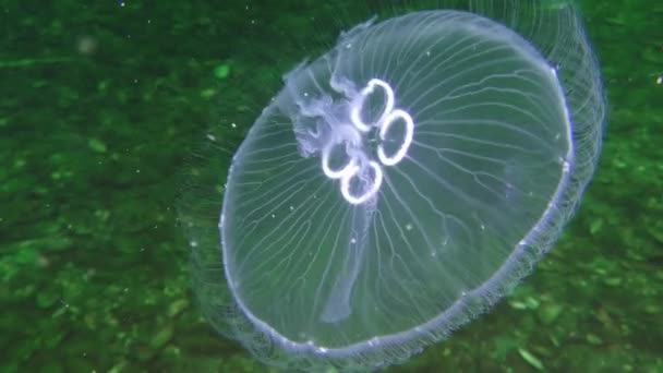 Medusas comuns (Aurelia aurita ). — Vídeo de Stock