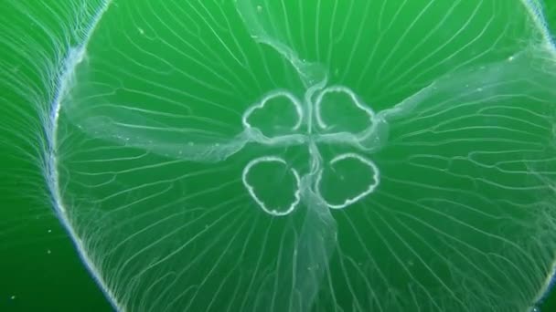 청록색 바탕에 일반적인 해파리 (해파리 aurita). — 비디오