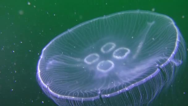 Medusas comunes (Aurelia aurita) sobre un fondo verde . — Vídeo de stock