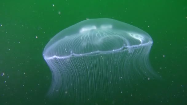 Gemeine Qualle (aurelia aurita) auf grünem Hintergrund. — Stockvideo