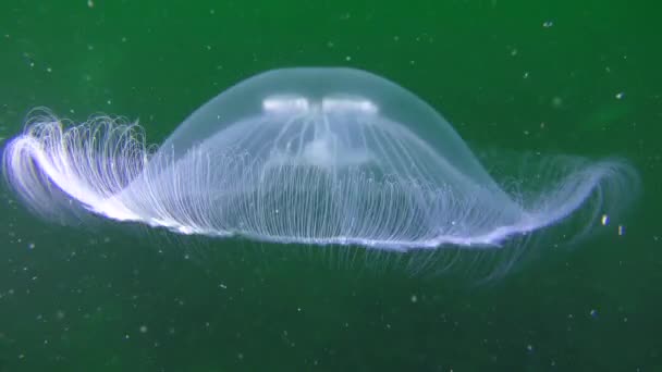Обыкновенная медуза (Aurelia aurita) на зеленом фоне . — стоковое видео