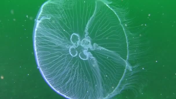 Common jellyfish (Aurelia aurita) on a green background. — Stock Video