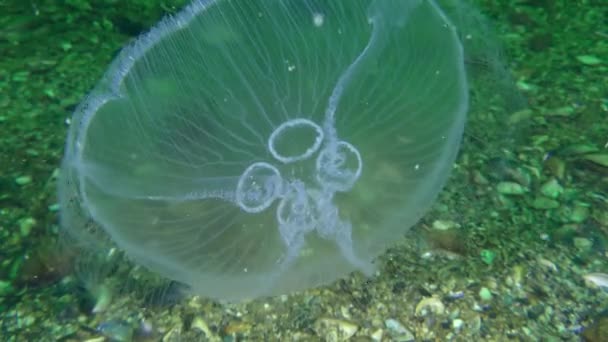 Wspólnej meduzy (Aurelia uszata). — Wideo stockowe