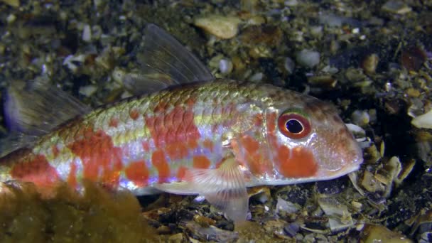 Red mullet (Mullus barbatus). — Stock Video