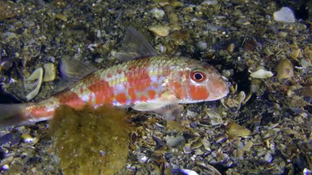 Red mullet (Mullus barbatus). — Stock Video