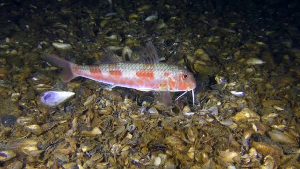 Salmonete rojo (Mullus barbatus ). — Vídeos de Stock