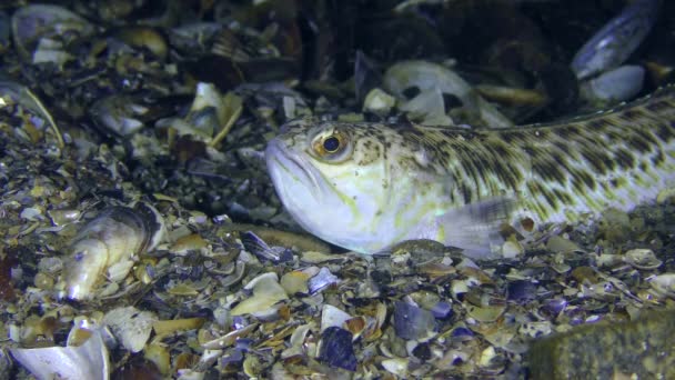 Peces venenosos Mayor weever (Trachinus draco ). — Vídeo de stock