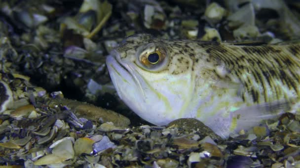 Mérgező halak nagyobb weever (Trachinus draco). — Stock videók