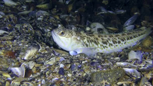 Giftige vis meer weever (Trachinus draco). — Stockvideo