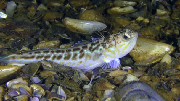 Jedovaté ryby Ostnatec (Trachinus draco). — Stock video