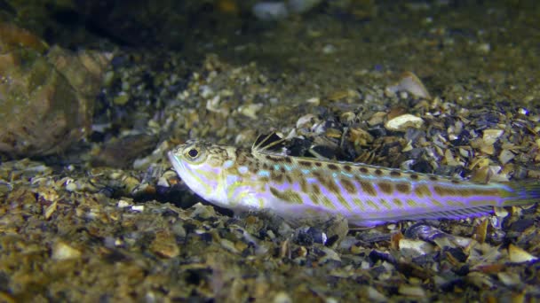 Отруйні риби Більш крихітні ( Trachinus draco ). — стокове відео