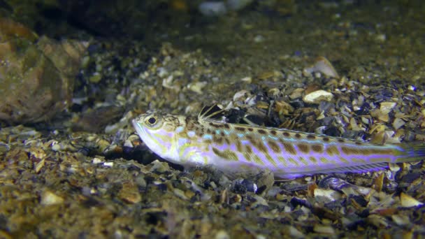 Mérgező halak nagyobb weever (Trachinus draco). — Stock videók