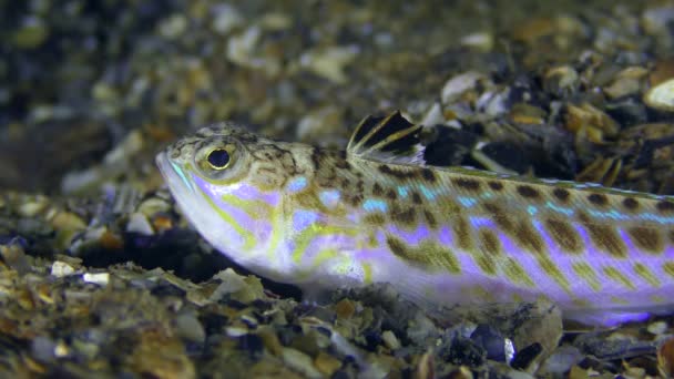 Giftige vis meer weever (Trachinus draco). — Stockvideo