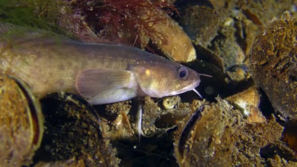 Wal meun of mediterrane meun (Gaidropsarus mediterraneus). — Stockvideo