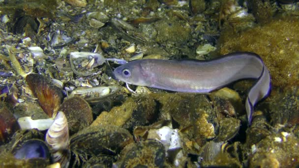 Φίδι του Roche blenny (Ophidion rochei). — Αρχείο Βίντεο