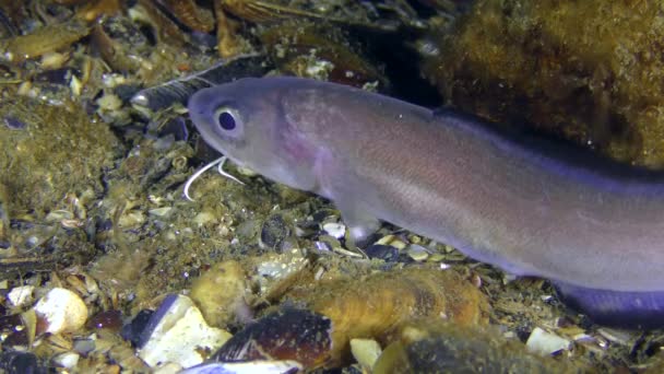 Il serpente di Roche blenny (Ophidion rochei ). — Video Stock