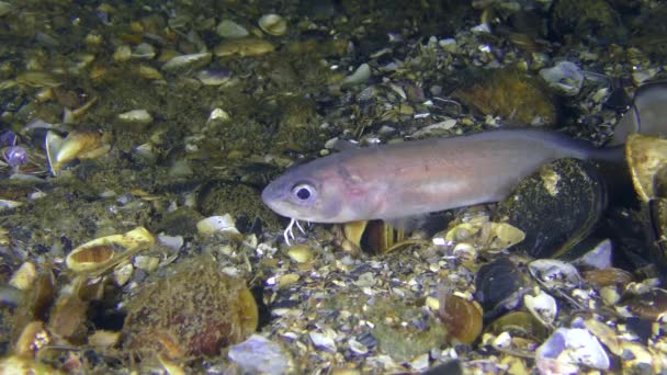 Roche snake blenny (Ophidion rochei). — Stockvideo