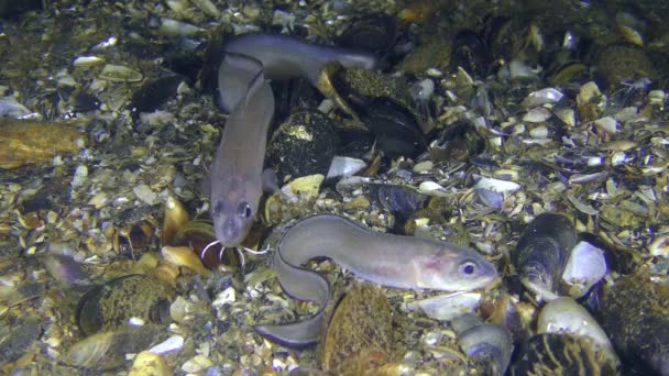 Roche had blenny (Ophidion rochei). — Stock video