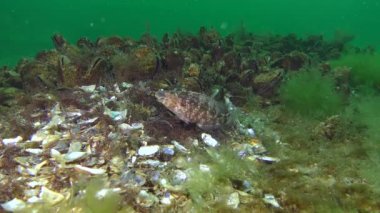 Gri wrasse (Symphodus cinereus yetiştiriciliği).