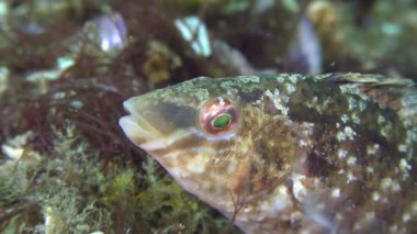Gri wrasse (Symphodus cinereus yetiştiriciliği).