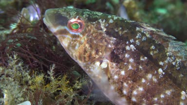 Gri wrasse (Symphodus cinereus yetiştiriciliği).