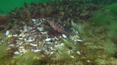Gri wrasse (Symphodus cinereus yetiştiriciliği).
