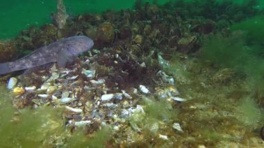Gri wrasse (Symphodus cinereus yetiştiriciliği).