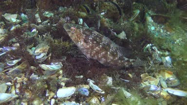 Gri wrasse (Symphodus cinereus yetiştiriciliği).