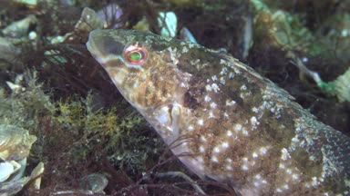 Gri wrasse (Symphodus cinereus yetiştiriciliği).