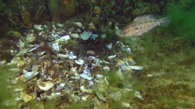 Grey wrasse 'nin üretimi (Symphodus cinereus).