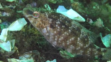 Grey wrasse 'nin üretimi (Symphodus cinereus).
