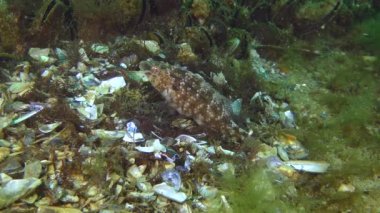 Grey wrasse 'nin üretimi (Symphodus cinereus).