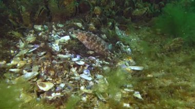 Grey wrasse 'nin üretimi (Symphodus cinereus).