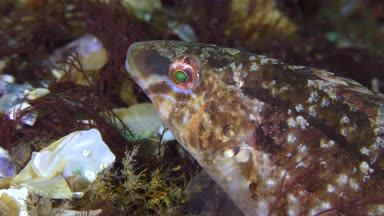 Grey wrasse 'nin üretimi (Symphodus cinereus).