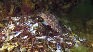 Grey wrasse 'nin üretimi (Symphodus cinereus).