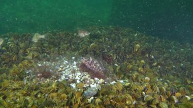 Grey wrasse 'nin üretimi (Symphodus cinereus).