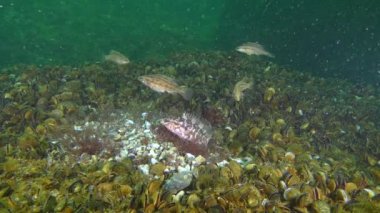 Grey wrasse 'nin üretimi (Symphodus cinereus).