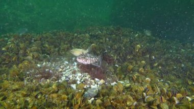 Grey wrasse 'nin üretimi (Symphodus cinereus).