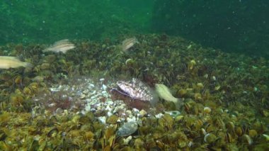 Gri wrasse (Symphodus cinereus oyunların çiftleşme).