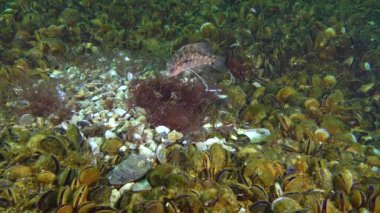 Gri wrasse (Symphodus cinereus oyunların çiftleşme).