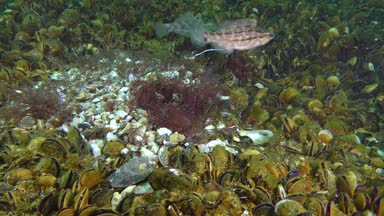 Gri wrasse (Symphodus cinereus oyunların çiftleşme).