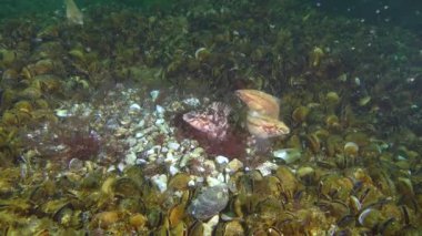 Gri wrasse (Symphodus cinereus oyunların çiftleşme).