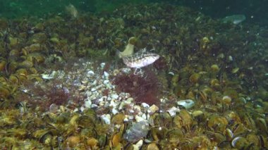 Gri wrasse (Symphodus cinereus oyunların çiftleşme).