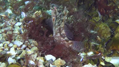 Gri wrasse (Symphodus cinereus oyunların çiftleşme).