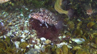 Gri wrasse (Symphodus cinereus oyunların çiftleşme).