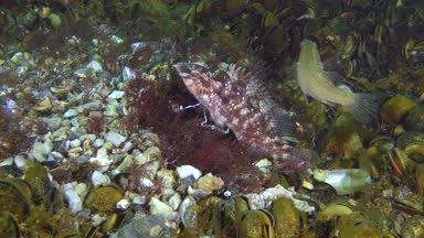 Gri wrasse (Symphodus cinereus oyunların çiftleşme).