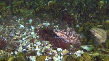 Gri wrasse (Symphodus cinereus oyunların çiftleşme).