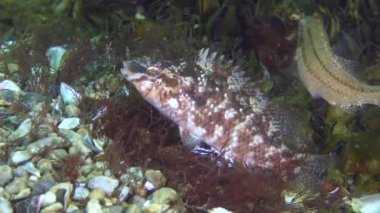 Gri wrasse (Symphodus cinereus oyunların çiftleşme).